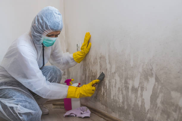 Best Toxic Mold Removal  in USA